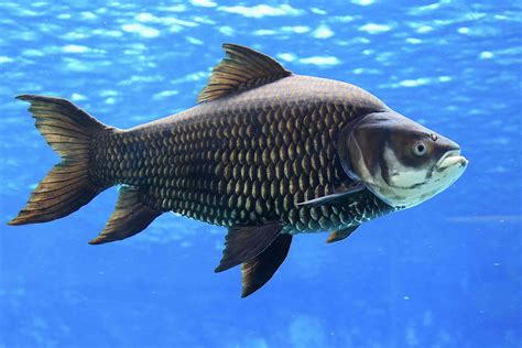 largest freshwater fish